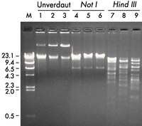 DNA drei verschiedener BAC-Klone (human chromosome 22 human BAC DNA library, Research Genetics, Inc.) wurde mit dem Montage Plasmid Miniprep<sub>HTS</sub> 96 Kit aufgereinigt und 120 min bei 100 V auf einem 0,8%igen Agarose-Gel elektrophoretisch aufgetrennt, entweder unverdaut (Spur 1 - 3) oder nach Verdau mit Not I (Spur 4 - 6) oder <i>Hin</i>d III (Spur 7 - 9). Spur M ist ein <i>Hin</i>d-III-Verdau der λ-Phagen-DNA. Die mit dem Montage Plasmid Miniprep<sub>HTS</sub> 96 Kit aufgereinigte BAC-DNA eignet sich für Fingerprinting.